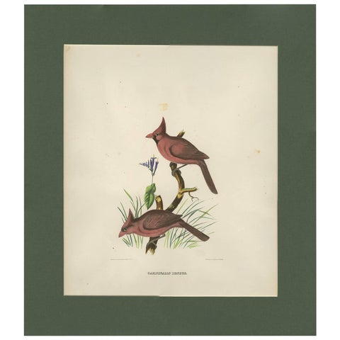 Antique Bird Print of Northern Cardinals Made After D.G. Elliot, 1869