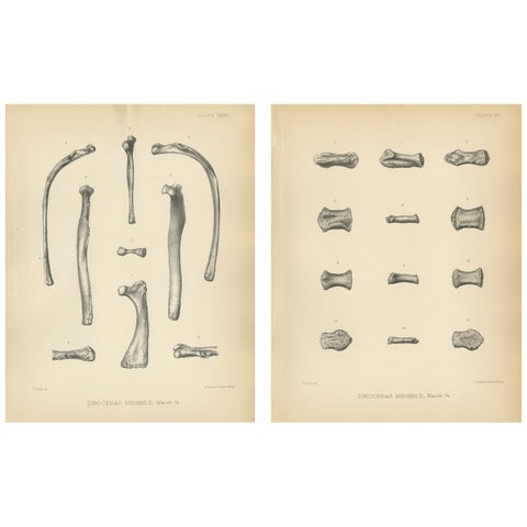 Set of 2 Antique Paleontology Prints of a Dinoceras Mirabile by Marsh, 1886