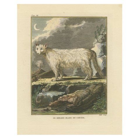 The White Fox of Canada – Elegant Arctic Wildlife Engraving Under Moonlight 1801