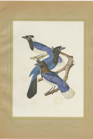 Jays, Brazilian Bird Print, Descourtilz, 1944