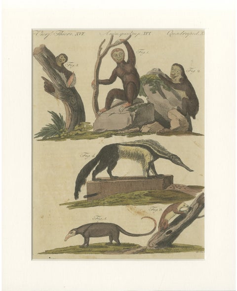 Antique Monkeys & South American Anteaters Engraving – Bertuch, c.1800