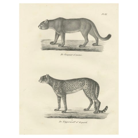 19th-Century Lithograph of the Puma and Cheetah in Graceful Stances
