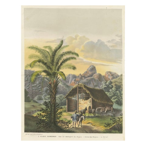 Arecoideae Palm Trees in Serra dos Órgãos, Brazil, circa 1861