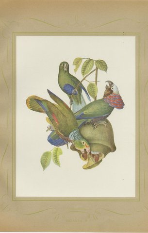 Amazon Parrots, Brazilian Bird Print, Descourtilz, 1944