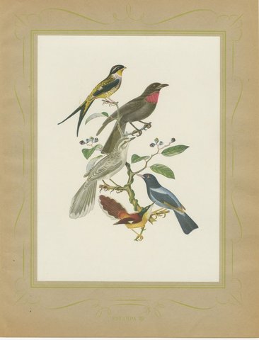 Swallow-Tailed Cotinga and Fruitcrow, Brazilian Bird Print, Descourtilz, 1944