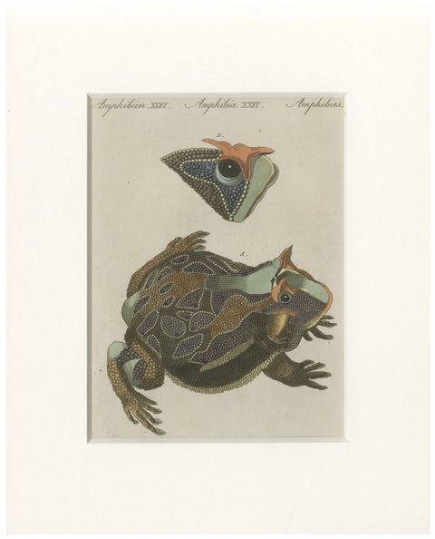 Antique South American Horned Frog Engraving – Bertuch, c. 1807