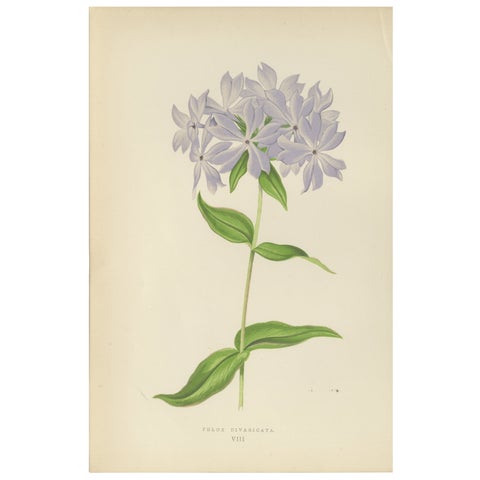 Wild Blue Phlox (Phlox Divaricata), Hand-Colored Botanical Print, 1874