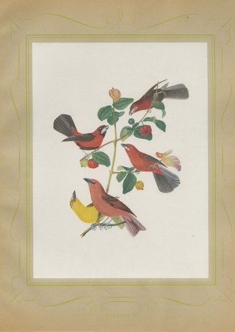 Red Tanagers, Brazilian Bird Print, Descourtilz, 1944
