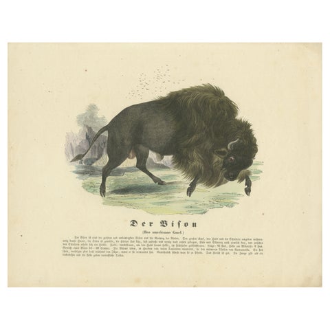 Der Bison (American Bison) - Hand-Colored Zoological Print, Circa 1840