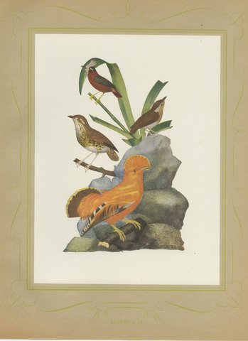 Guianan Cock-of-the-Rock, Brazilian Bird Print, Descourtilz, 1944