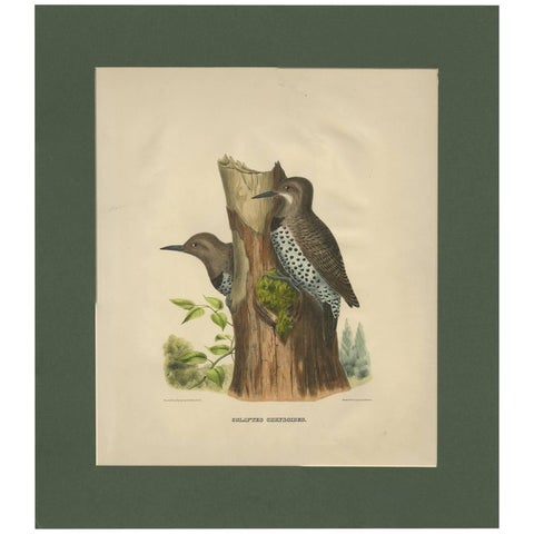 Antique Bird Print of Gilded Flickers Made After D.G. Elliot, 1869