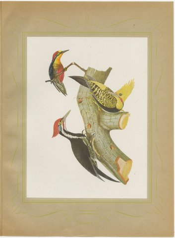 Large Woodpeckers, Brazilian Bird Print, Descourtilz, 1944