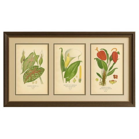 Antique Botanical Lithographs – Caladium, Arum Lily & Flamingo Flower – c.1897